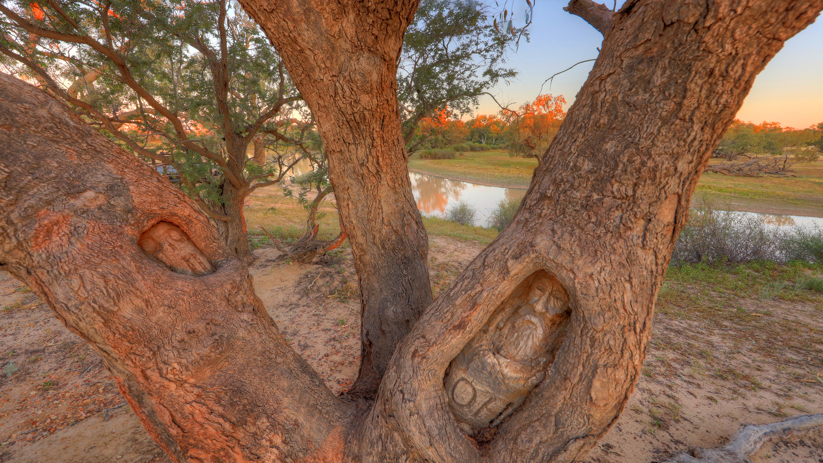 face tree