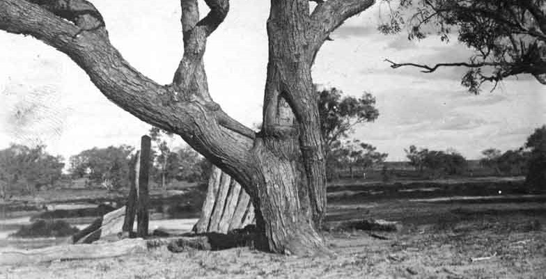 original dig tree photo
