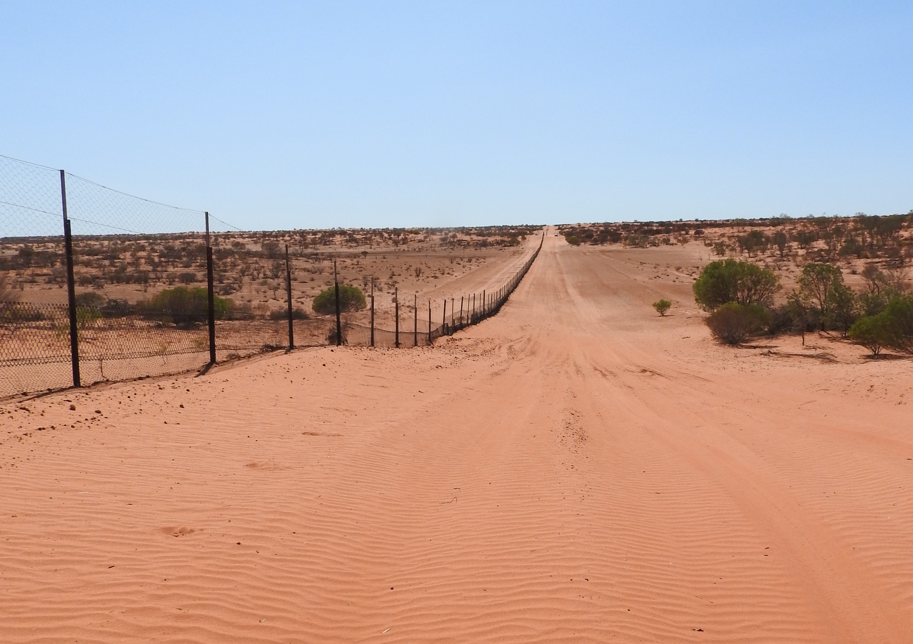 dingo fence