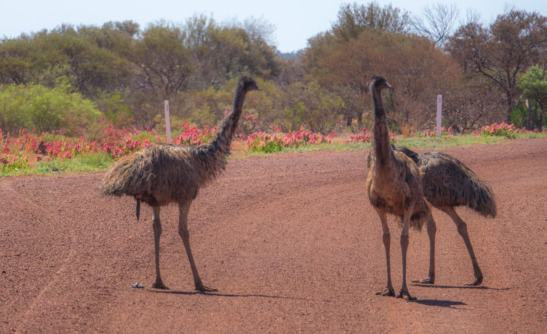 Emus on outback road