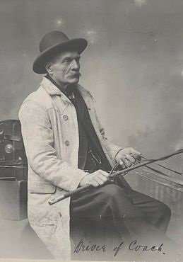 Ned Devine - Cabbage Tree