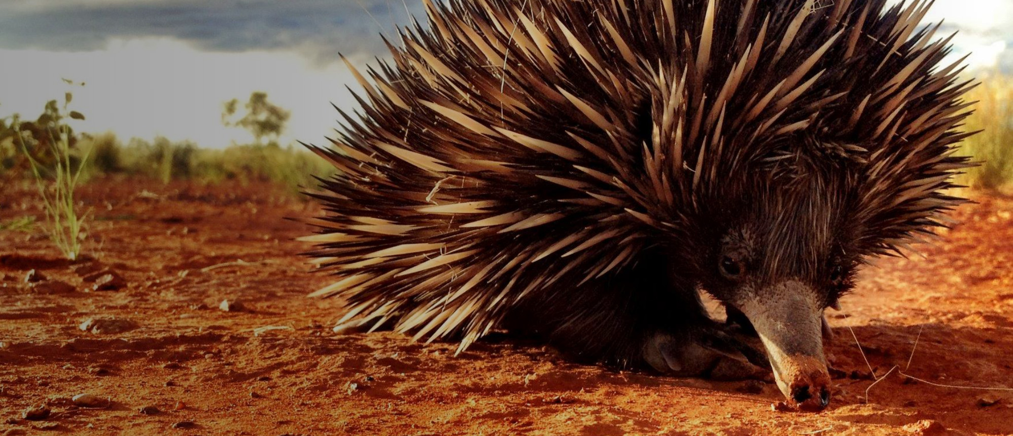 Echidna.
