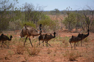Emus in a field